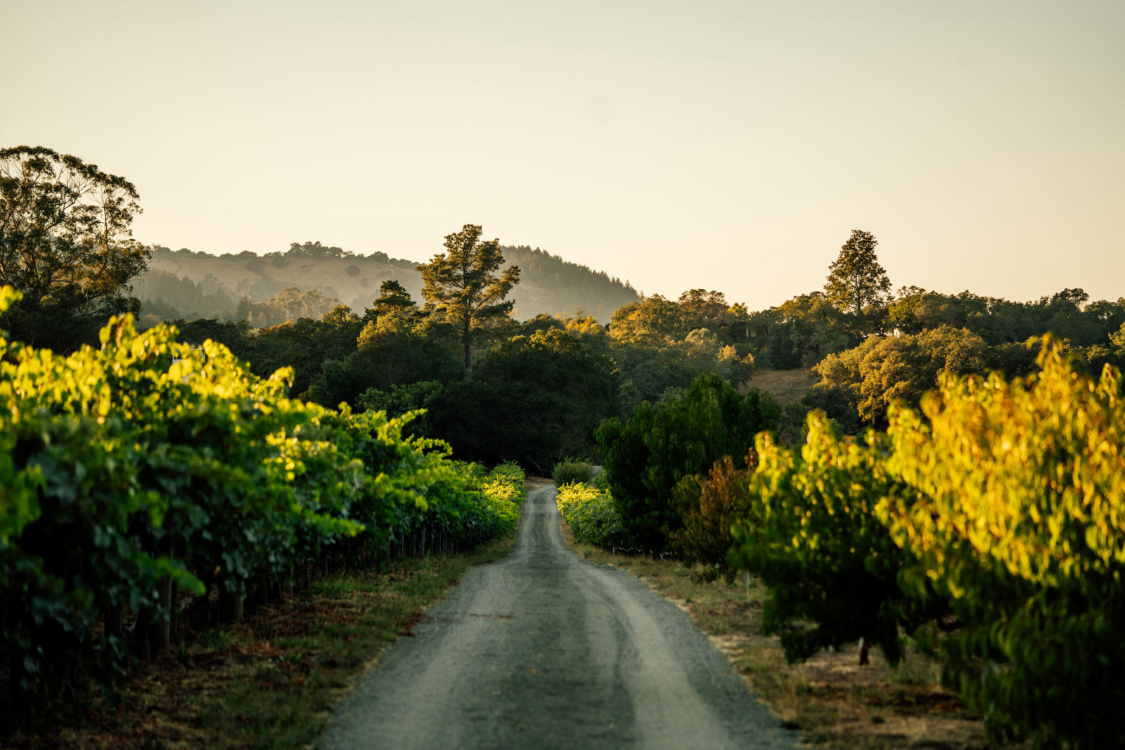 marthas vineyards